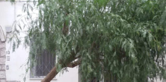 Alberi pericolanti: a rischio la sicurezza